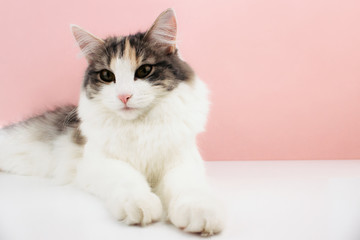 White, ginger, brown cat with pink nose lying on white table in front of pink background. Cute kitten pet image with copy space. Web, social media banner template. Stock photo.