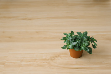 houseplant fittonia dark green with white streaks in a brown pot on a beige background with boards.
