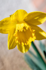 Single yellow blooming narcissus close-up