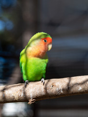 Fototapeta na wymiar Lilian Lovebird (Agapornis) parrot on tree branch, portrait