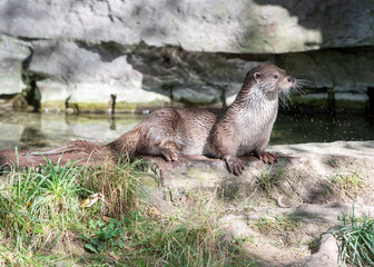 Fischotter 