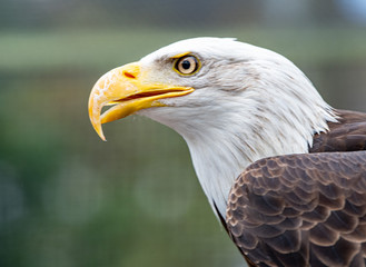 Fototapeta premium Kopf vom Weisskopfseeadler