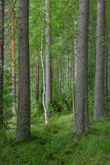 View of forest at summer day in Finland