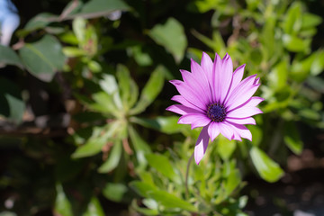 Pink lilac African Daisie (Osteospermum) blossom © CoinUp