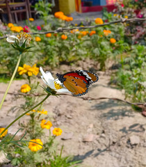 monarch butterfly on white cosmos flower