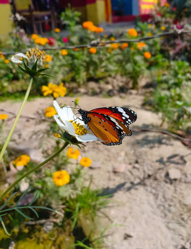 monarch butterfly on white cosmos flower