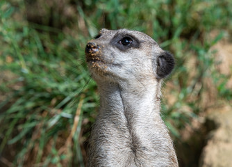 Erdmännchen mit sandiger Nase