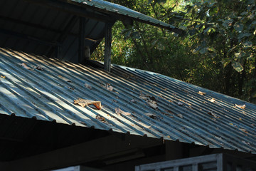 Dry leaves on the roof.