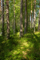 Fototapeta na wymiar View of forest at summer day in Finland