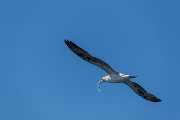 RUNDE, NORWAY - 2018 JULY 01. Gannet bird with plastic pollution fastened in her beak.