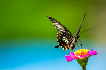 Wild flowers of clover and butterfly in a meadow in nature in the rays of sunlight in summer in the spring close-up of a macro. A picturesque colorful artistic image with a soft focus