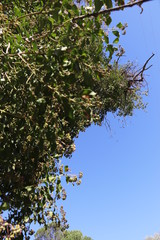 paisaje pueblo estructura