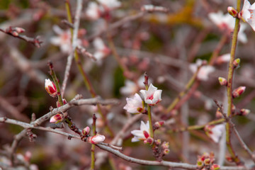 A picture of very beautiful cherry blossoms