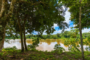 Suriname Jungle With View Of Muddy River
