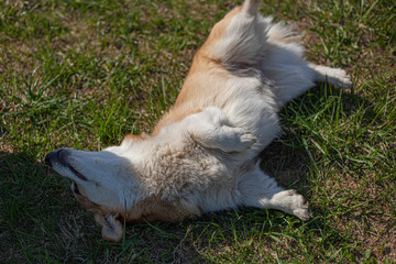 Corgi dog Merry dog on the lawn.