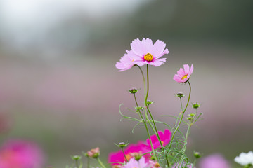 コスモス