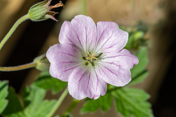 Geranium 'Dreamland' a pale pink herbaceous perennial spring summer flower plant commonly known as cranesbill