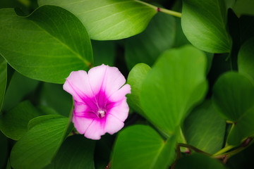 Purple flower between green leaves