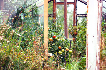 Homemade rustic greenhouse made of glass and old boards with green and red tomatoes growing inside. Summer rural landscape. Harvest and harvesting time for winter