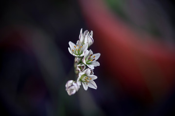 Ramillete de pequeñas flores en ambiente natural 