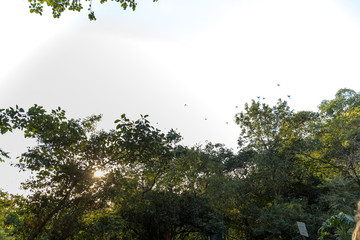 Flock of birds swallows on white background and texture