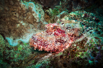 Scorpens are some of the most dangerous marine fish. A portrait of the scorpen fish masquerading among the stones.