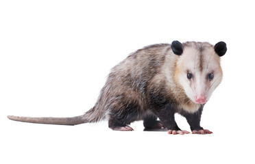 Adult male Virginia opossum (Didelphis virginiana) or common opossum looks at the viewer.  Isolated on white background