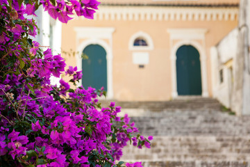 Pink blossom flowers with old house on the background. Sunny day and vacation concept. Corfu Greece ancient town. Decorated building, mediterranean climate flora and architecture