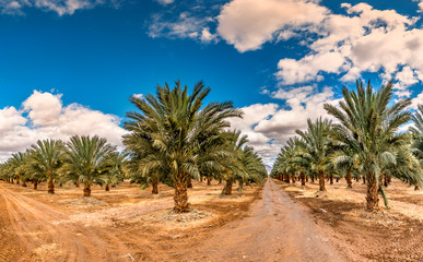 Fototapeta na wymiar Plantation of date palms, agriculture industry in desert areas of the Middle East