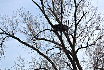 Bald Eagle nest