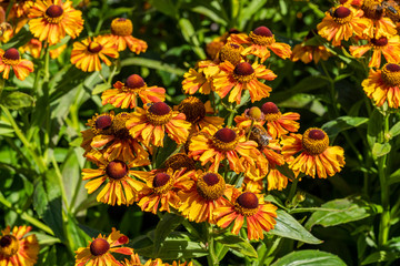 Helenium autumnale 'Western Mixture' a yellow red herbaceous summer autumn perennial flower plant commonly known as Sneezeweed