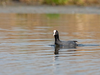 The Eurasian coot (Fulica atra), also known as the common coot or Australian coot, is a waterfowl...