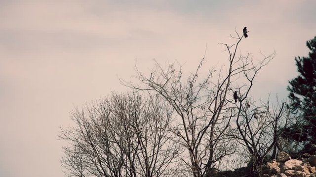 Large crow sitting on tree on cloudy day.