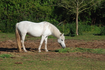 Obraz na płótnie Canvas Horses in a meadow in Brittany