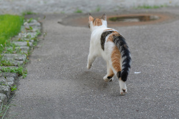 Hauskatze