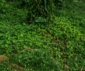Fototapeta premium Green Leaves With Red-Orange, Black And White Tropical Butterfly.