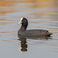The Eurasian coot (Fulica atra), also known as the common coot or Australian coot, is a waterfowl...