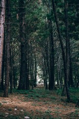 Obraz premium Forests are the perfect area to reflect, and to study in peace.