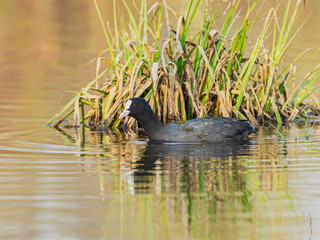 The Eurasian coot (Fulica atra), also known as the common coot or Australian coot, is a waterfowl of the Rallidae family.