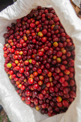Coffee bean