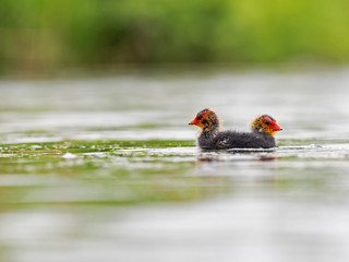  Eurasian coot chicks. The Eurasian coot (Fulica atra), also known as the common coot or Australian...