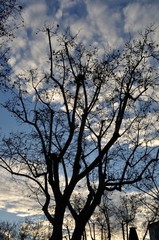 silhouettes of trees