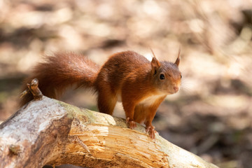 An inquisitive red squirrel perched on a log against a soft focus woodland floor