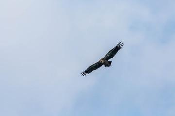Gänsegeier Flugstudie (Sonabia, Spanien)