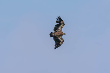 Gänsegeier Flugstudie (Sonabia, Spanien)