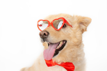 closeup portrait of smiling dog wearing valentine heart sunglasses and red bowtie, isolated white background