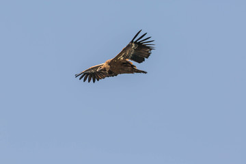 Gänsegeier Flugstudie (Sonabia, Spanien)