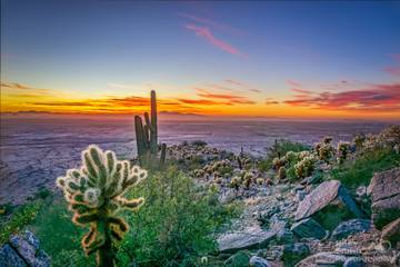 Golden Hour - Arizona Desert - Saguaro Cactus