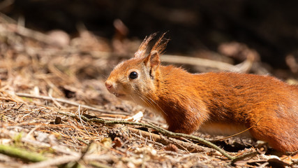 Naklejka na ściany i meble A close up shot of an inquisitive red squirrel on a woodland floor