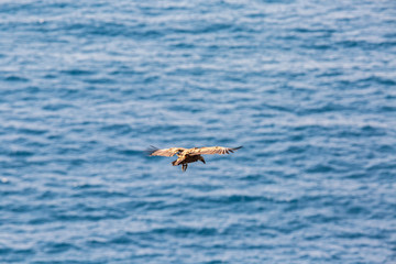 Gänsegeier über dem Meer